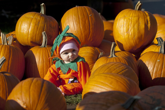 Pumpkin_patch_gi_285341gm-e